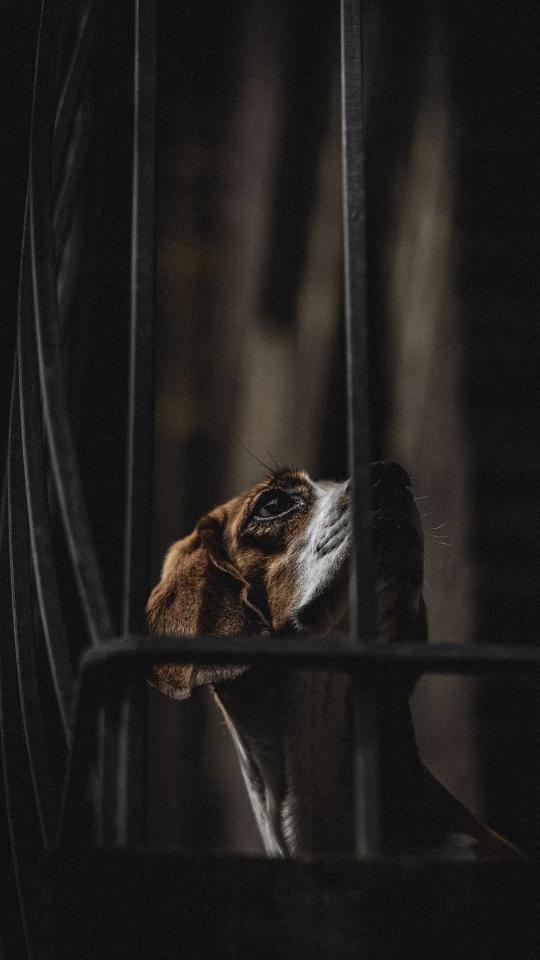 Dog Behind Bars - Related OpersCraft wallpaper