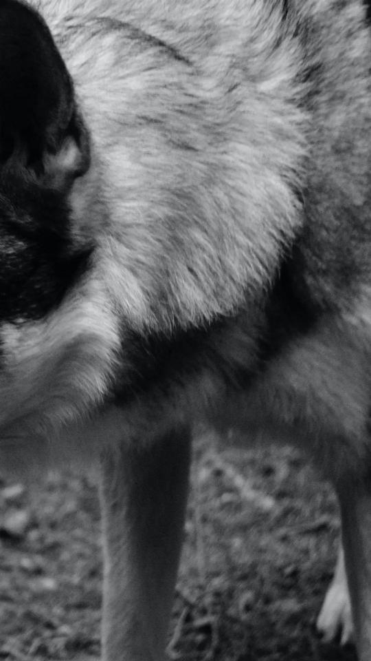 Dog Fur Texture - Related OpersCraft wallpaper