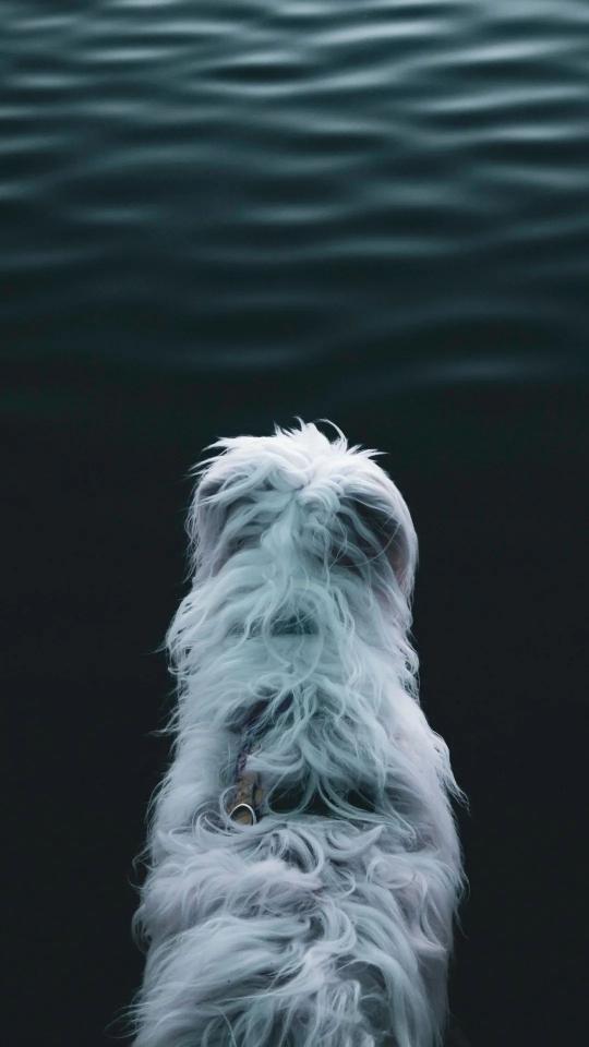 Dog Gazing at Water - Related OpersCraft wallpaper