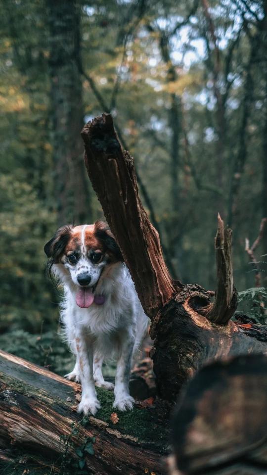Dog in Forest - Related OpersCraft wallpaper