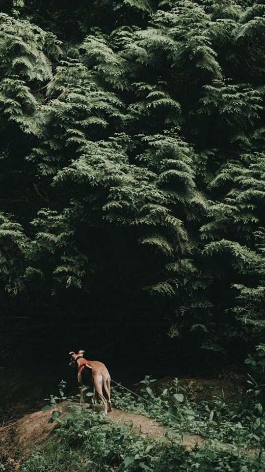 Dog in Forest Shadow - Related OpersCraft wallpaper