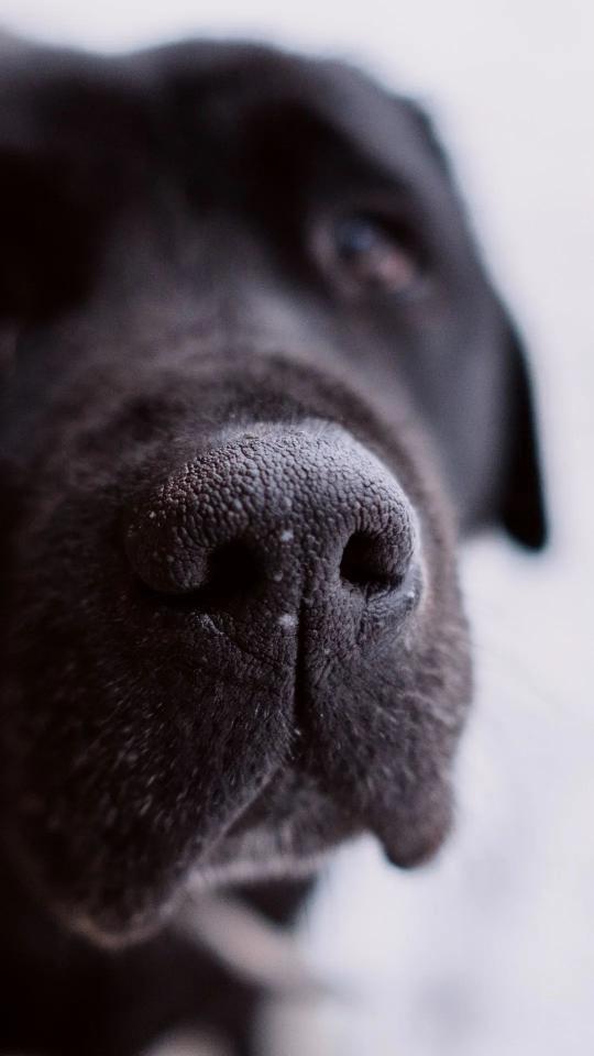 Dog Nose Close-Up - Related OpersCraft wallpaper