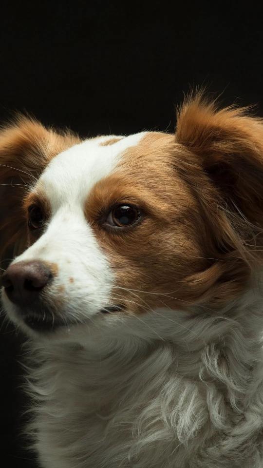Dog Portrait Close-Up - Related OpersCraft wallpaper