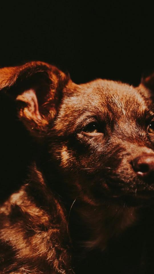 Dog Portrait in Shadow - Related Darkify wallpaper