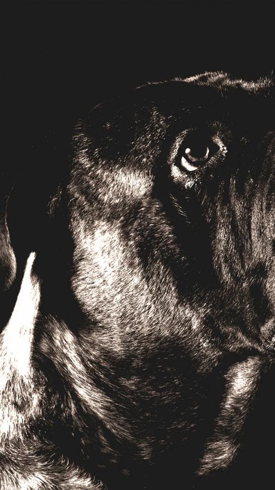 Dog's Intense Gaze - Related OpersCraft wallpaper
