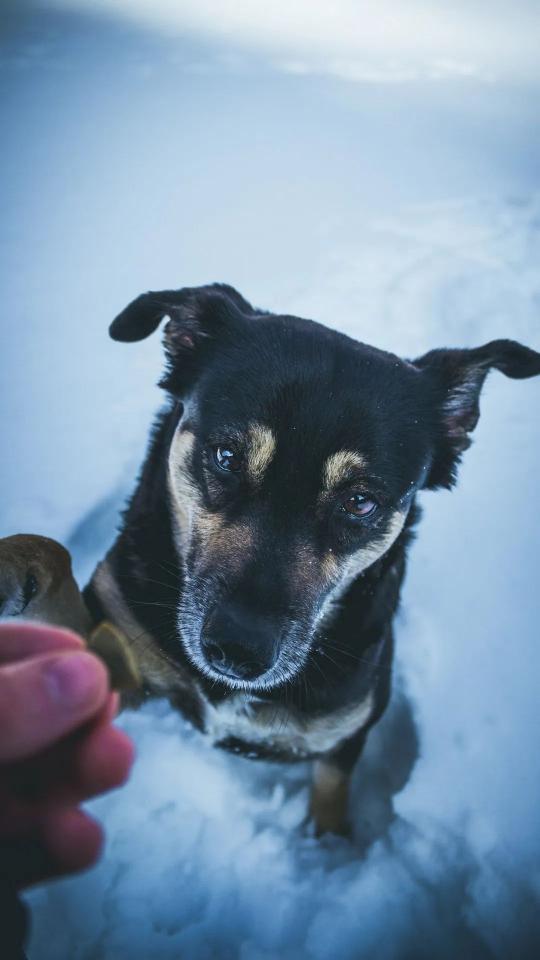 Dog Treat in Snow - Related OpersCraft wallpaper