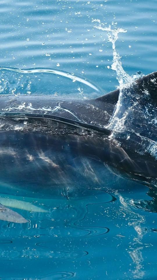 Dolphin Splash in Blue - Related OpersCraft wallpaper