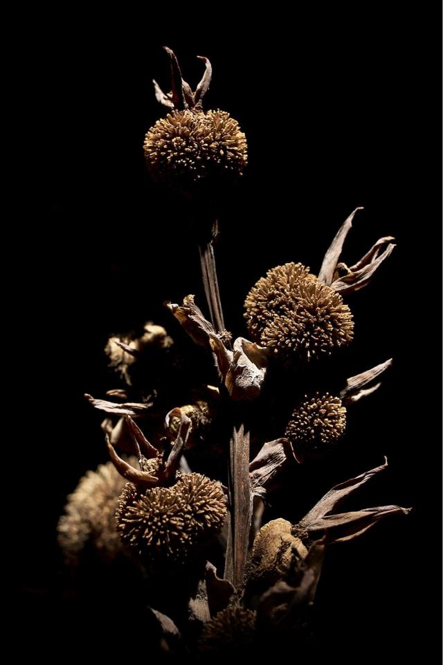 Dried Flower Still Life - Related StockWalls wallpaper