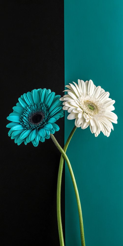 Dual Gerbera Daisies - Related Darkify wallpaper