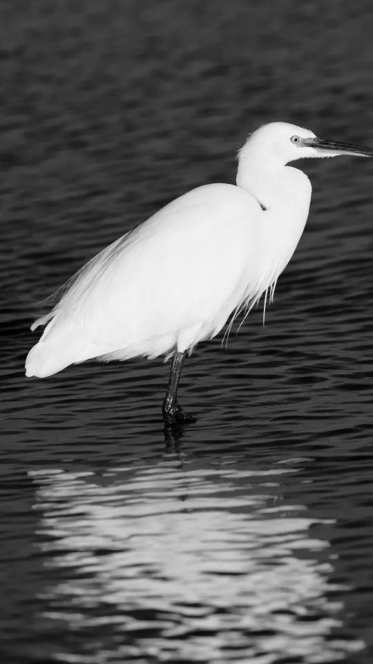 Egret in Monochrome Waters - Related OpersCraft wallpaper
