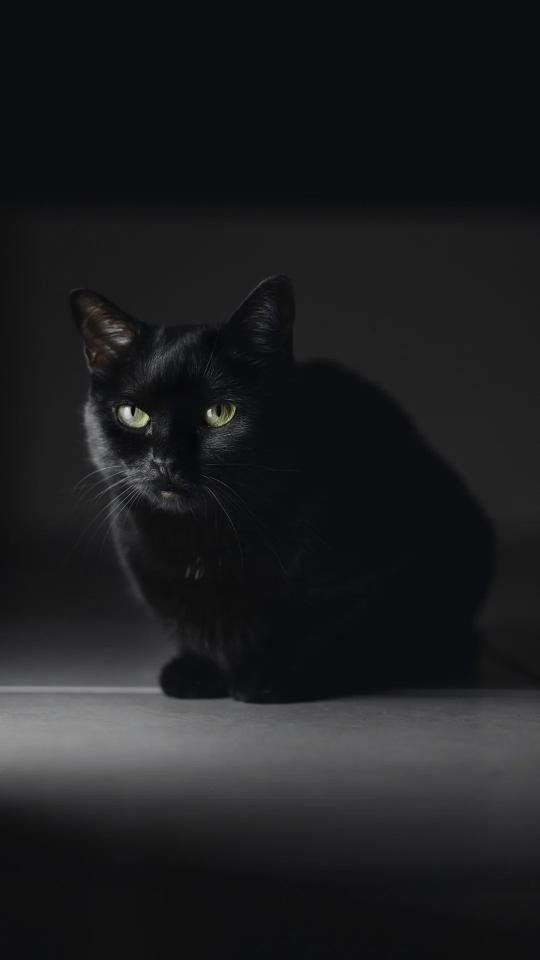 Elegant Black Cat Portrait - Related StockWalls wallpaper