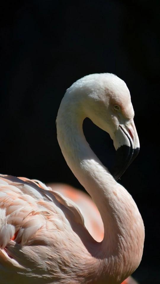 Elegant Flamingo Portrait