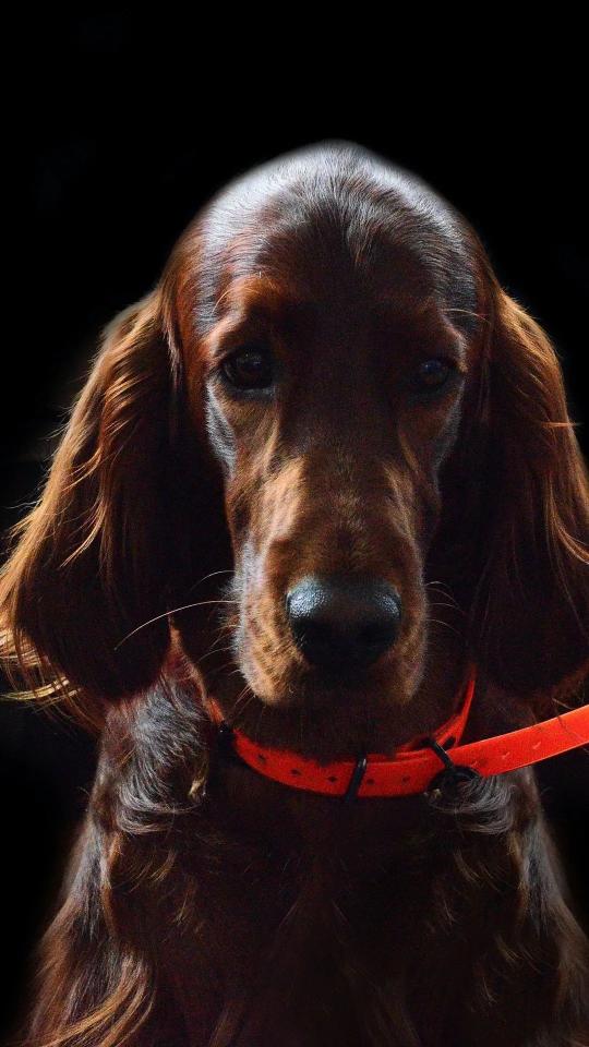 Elegant Irish Setter Portrait - Related StockWalls wallpaper