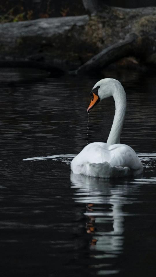 Elegant Swan on Dark Water - Related OpersCraft wallpaper