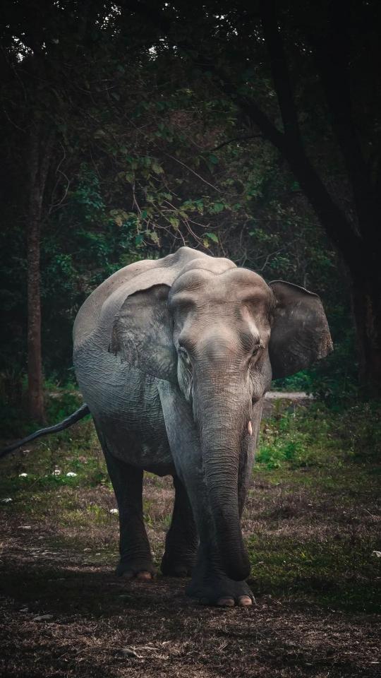 Elephant in the Forest - Related StockWalls wallpaper