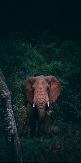 Elephant in the Jungle - Related OpersCraft wallpaper