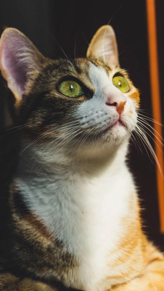 Emerald Eyed Cat - Related OpersCraft wallpaper