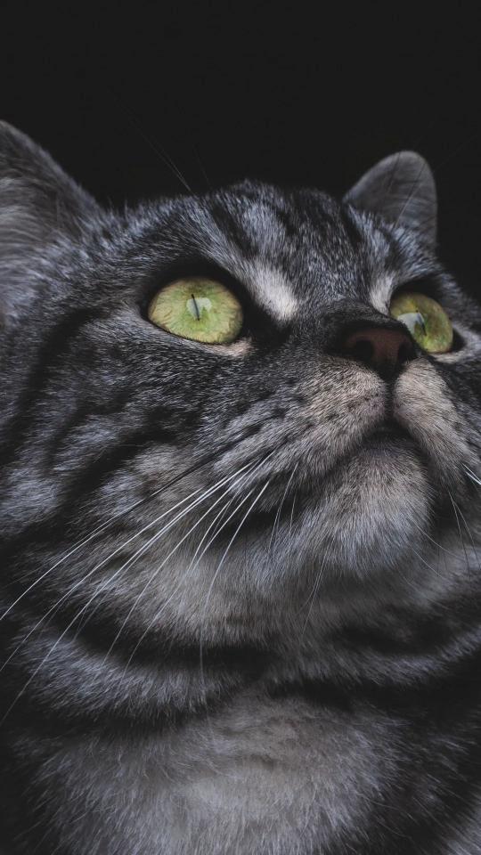 Emerald Eyes Cat Portrait - Related OpersCraft wallpaper