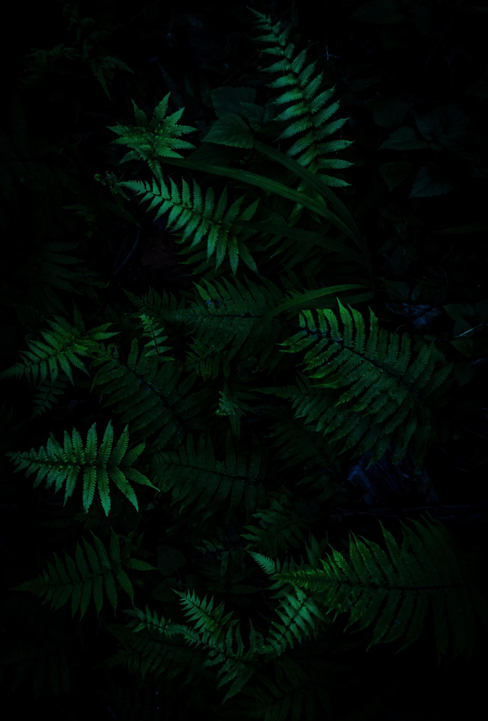 Emerald Fern Forest - Related OpersCraft wallpaper