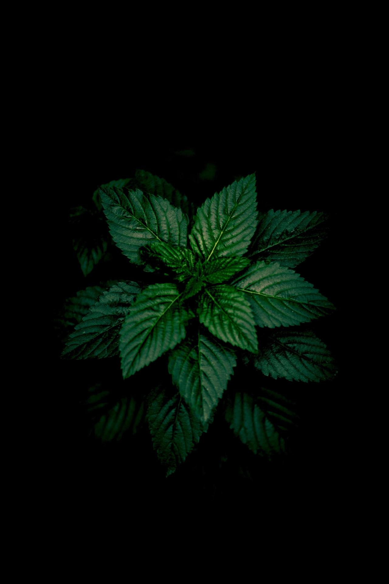 Emerald Leaves in Darkness - Related OpersCraft wallpaper
