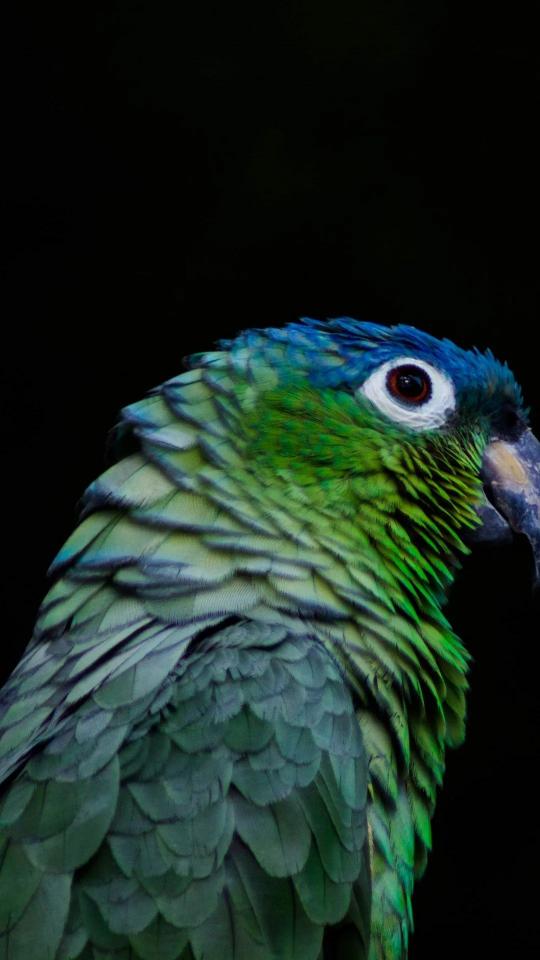 Emerald Parrot Portrait - Related OpersCraft wallpaper