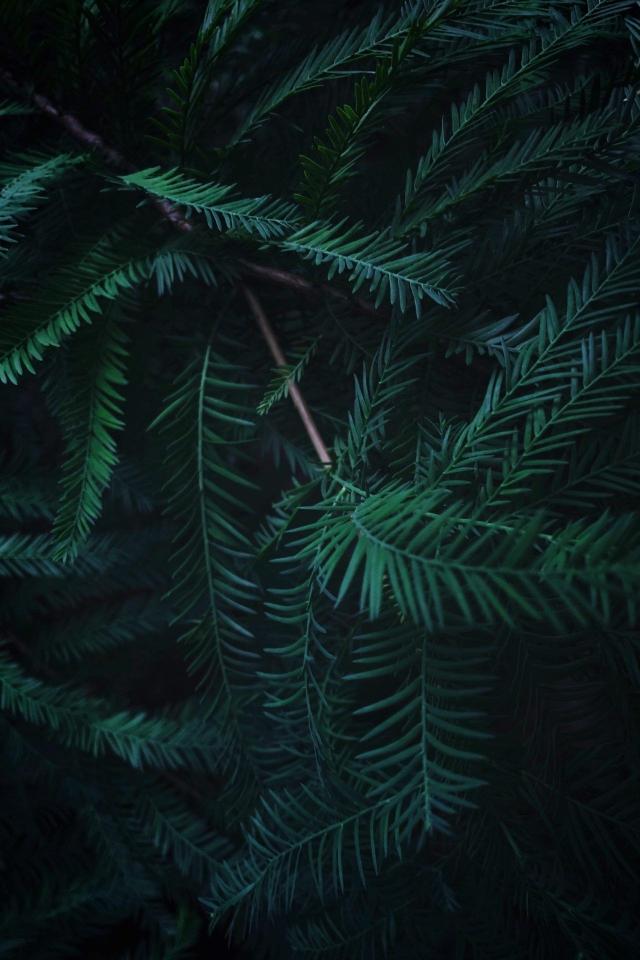Emerald Pine Needles - Related OpersCraft wallpaper