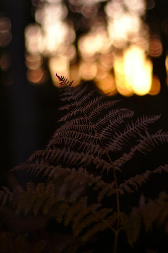 Fern and Bokeh Lights - Related OpersCraft wallpaper