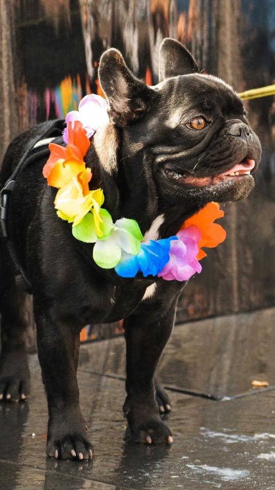 Festive French Bulldog - Related OpersCraft wallpaper