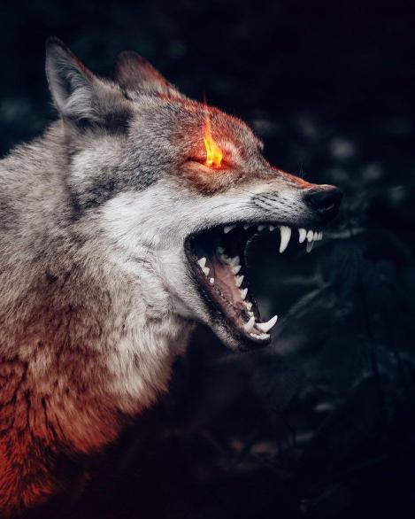 Fiery Eyed Angry Wolf
