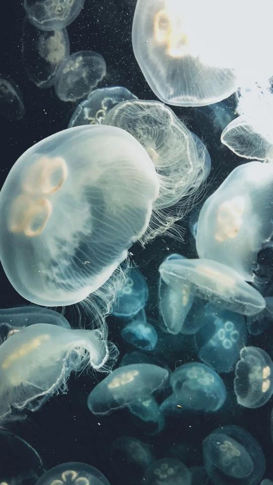 Floating Jellyfish Dreamscape - Related OpersCraft wallpaper