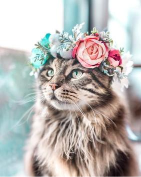 Floral Crown Cat - Related OpersCraft wallpaper