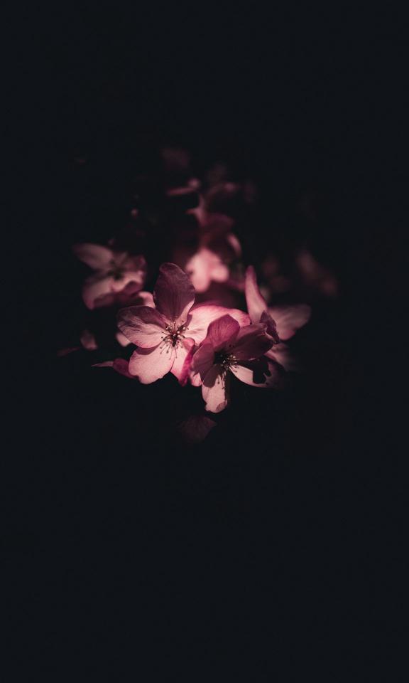 Floral Dark Bloom - Related Tablet wallpaper