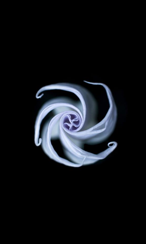 Floral Spiral on Black - Related StockWalls wallpaper
