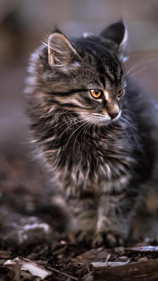 Fluffy Kitten Portrait - Related OpersCraft wallpaper