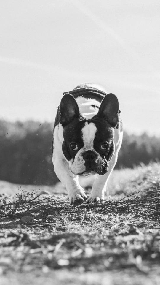 Focused French Bulldog - dog Wallpaper