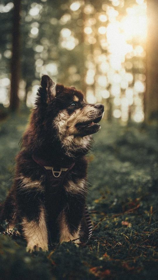 Forest Dog Portrait - Related OpersCraft wallpaper