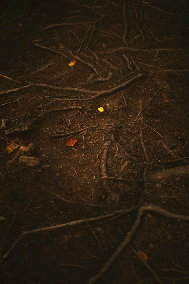 Forest Floor Autumn Leaves - Related OpersCraft wallpaper