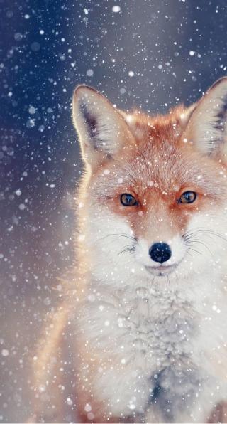 Fox in Winter Snow - Related OpersCraft wallpaper