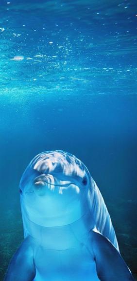 Friendly Underwater Dolphin - Related OpersCraft wallpaper