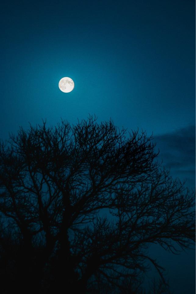 Full Moon Silhouette Tree