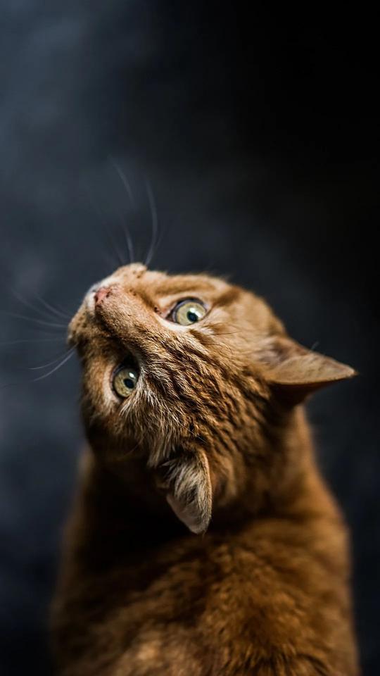 Ginger Cat Curiosity - Related OpersCraft wallpaper