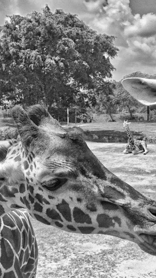 Giraffe Close-Up Monochrome - Related OpersCraft wallpaper