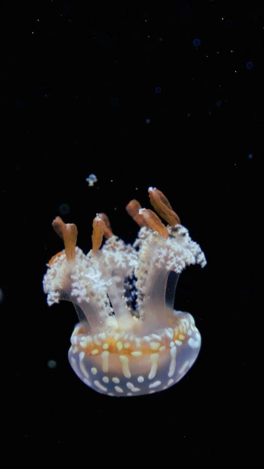 Glowing Jellyfish in Darkness