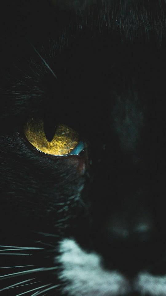 Golden Cat Eye Gaze - Related StockWalls wallpaper