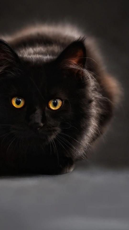 Golden Eyed Black Cat - Related OpersCraft wallpaper
