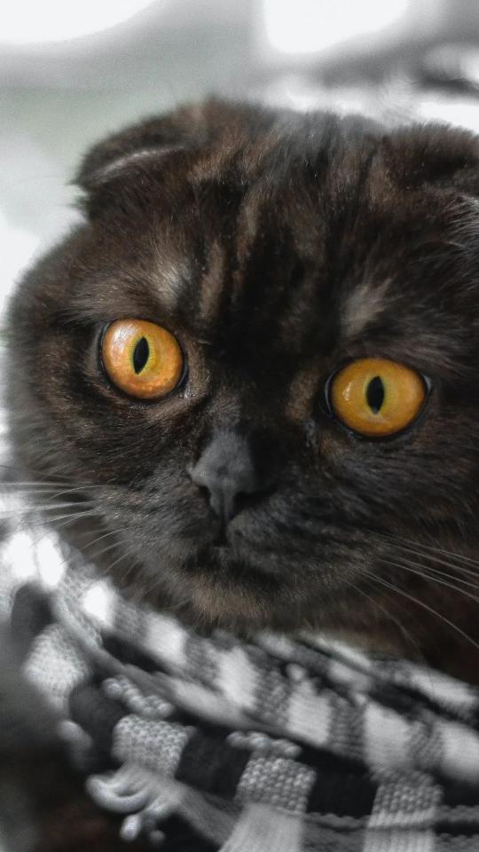 Golden Eyed Scottish Fold - Related OpersCraft wallpaper