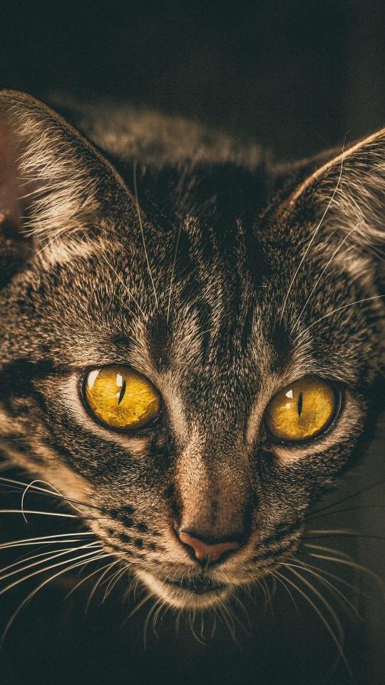 Golden Eyed Tabby Cat - Related OpersCraft wallpaper