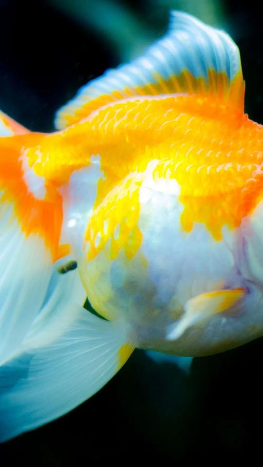 Golden Fish Portrait