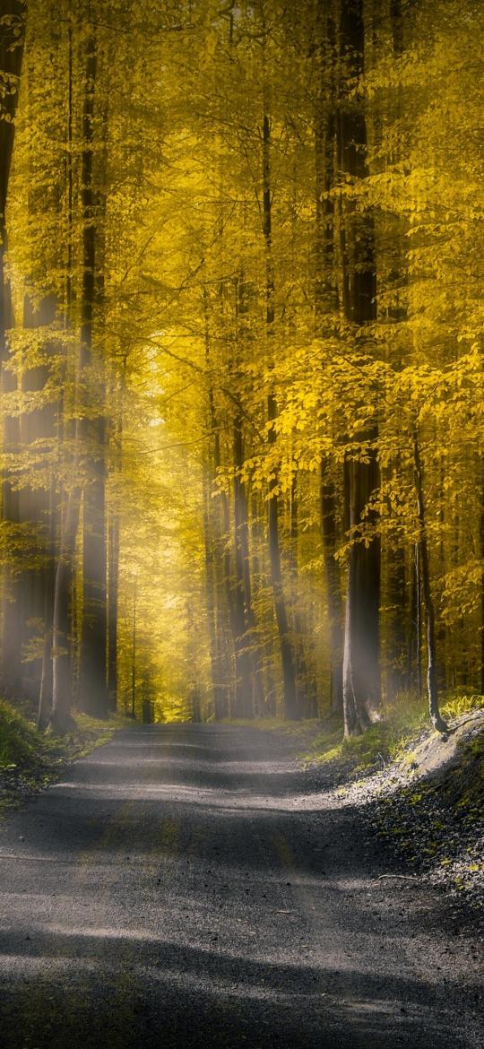 Golden Forest Pathway - Related StockWalls wallpaper