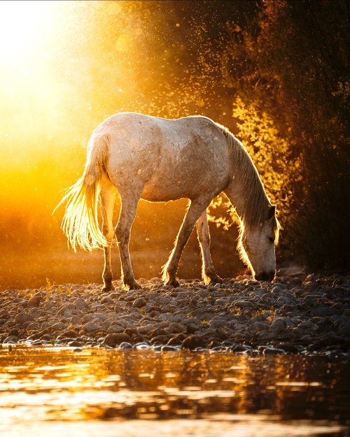 Golden Horse by the River - animals Wallpaper